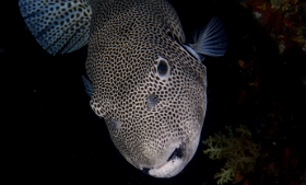 Birmanie - Mergui - 2018 - DSC03231 - Star puffer - poisson-ballon etoile - Arothron stellatus